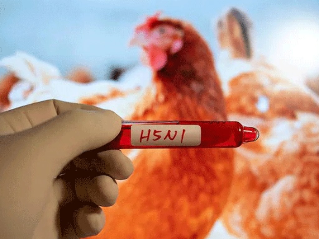 Afrique du Sud: Résurgence de la Grippe aviaire (virus H5N1), l’inquiétude grandit